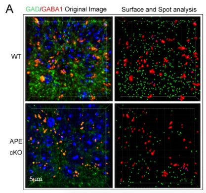 Representative images demonstrating GABRA1 (red) and GAD (green) immunofluorescence staining in WT and APE1 cKO mouse brain. Image from publication CC-BY-4.0. PMID:36465182