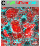 Immunofluorescence of mouse MNTB neurons showing Fgf9 (green) along with tdTomato(red) and Aldh1L1(cyan). Image from publication CC-BY-4.0. PMID: 35753346