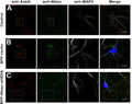 Immunostaining of mouse WT neurons (A) or neurons transfected with BFP vector (B), or BFP-Nfasc-shRNA (C) and stained for AnkG (red), Nfasc (green), and MAP2 (white). Image from publication CC-BY-4.0. PMID: 35850303