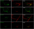 Immunostaining of V5-labeled Nav1.2 and Nav1.6 with MAP2 or AnkG in cultured rat hippocampal neurons. Image from publication CC-BY-4.0. PMID: 35672149