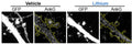 Representative maximal projection of a confocal image of endogenous AnkG (Cat. 75-146) staining in rat cortical neurons transfected with GFP with or without lithium stimulation. Image from publication CC-BY-4.0. PMID:36969554
