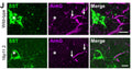Representative micrographs showing immunohistochemical labelling for SSt (green), the AIS marker AnkyrinG (AnkG, magenta; cat. 75-146, 1:100), and their overlap (merge). The SSt soma is indicated with an asterisk (*) and the start and end of