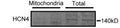Western blot analysis of rat SANPC mitochondria showing total and mitochondrial protein expression of HCN4. Image from publication CC-BY-4.0. PMID: 35840807