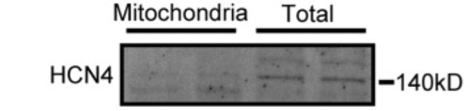 Western blot analysis of rat SANPC mitochondria showing total and mitochondrial protein expression of HCN4. Image from publication CC-BY-4.0. PMID: 35840807