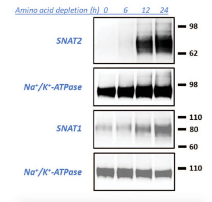 Surface expression of SNAT1 and SNAT2 in HCC1806 cells starved of amino acids over 24 h. Image from publication CC-BY-4.0. PMID:36210829