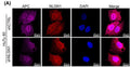 Confocal microscopy analysis of NLGN1(red) and APC (magenta) co-staining in HuTu 80 cells. Image from publication CC-BY-4.0. PMID:36056393
