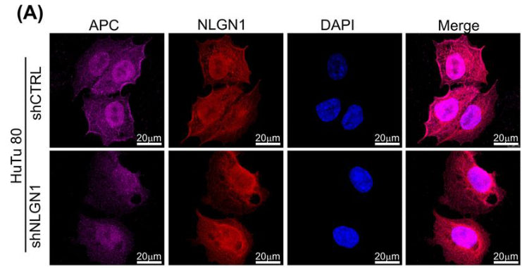 Confocal microscopy analysis of NLGN1(red) and APC (magenta) co-staining in HuTu 80 cells. Image from publication CC-BY-4.0. PMID:36056393
