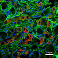 Immunostaining of a 7 µm thick DRG neuron section from a 3 month old rat labeling NaV1.8 (green, 1:2000, Cat. 75-166), IB4 (red), and nuclei is stained with DAPI (blue). The image is kindly provided by Cristian Acosta, Universidad Nacional de