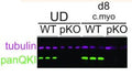 Western blot of protein extracted from NKX2.5→GFP UD hESCs and day 8 cardiomyocyte (d8 c.myo) cells either wild-type (WT) or lacking QKI (polyclonal KO ‘pKO’) and probed with antibodies for tubulin (magenta) and panQKI (green). Image from publication CC-BY-4.0. PMID: 35544276