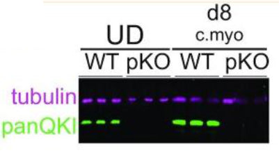 Western blot of protein extracted from NKX2.5→GFP UD hESCs and day 8 cardiomyocyte (d8 c.myo) cells either wild-type (WT) or lacking QKI (polyclonal KO ‘pKO’) and probed with antibodies for tubulin (magenta) and panQKI (green). Image from publication CC-BY-4.0. PMID: 35544276