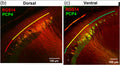 Representative images of RGS14 and PCP4 immunofluorescence. Colored lines indicate the RGS14+/PCP4+ double-labeled zone (DLZ) in yellow, with RGS14 (Cat. 75-170, 1:500; red) and PCP4 (green) extension beyond the DLZ, in dorsal (b) and ventral (c) depths of mouse hippocampus. Image