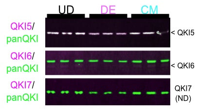 Western blot of protein extracted from UD hESCs, DE cells, and CM cells probed with antibodies for QKI5 (magenta, top panel) and panQKI (green), QKI6 (magenta, middle panel) and panQKI (green), or QKI7 (magenta, bottom panel; ND denotes not detectable) and panQKI (green). Image from publication CC-BY-4.0. PMID: 35544276