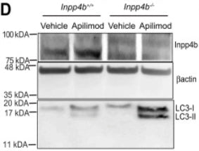 Immunoblot of Inpp4b+/+ or Inpp4b−/−  mouse embryonic fibroblasts treated with vehicle or apilimod 10 nM for 48 h and assessed for protein levels of Inpp4b, LC3, and Beta actin as loading control. Image from publication CC-BY-4.0. PMID: 35760104