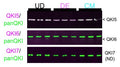 Western blot of protein extracted from UD hESCs, DE cells, and CM cells probed with antibodies for QKI5 (magenta, top panel) and panQKI (green), QKI6 (magenta, middle panel) and panQKI (green), or QKI7 (magenta, bottom panel; ND denotes not detectable) and panQKI (green). Image from publication CC-BY-4.0. PMID: 35544276