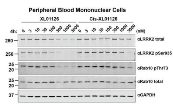 Representative Western blotting of total LRRK2, LRRK2-pSer935, pRab10, Rab10 total, and GAPDH levels following treating human peripheral blood mononuclear cells (PBMCs) with XL01126, a LRRK2 degrader, and cis-XL01126, a non-degrader control, at the indicated concentrations for 4 h. Image from publication CC-BY-4.0. PMID: 36007011