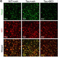 Representative fluorescence images of Fbxo2 (green) and NR1 (red; cat. 75-272, 1:500) fluorescence intensity in PFC slices from WT or Tau mice treated with Smyd3 inhibitor BCI121 or vehicle. Image from