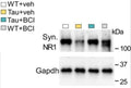 Western blot data showing NR1 protein levels at the synaptic fraction in PFC of WT or Tau mice treated with Smyd3 inhibitor BCI-121 or vehicle. Image from publication CC-BY-4.0. PMID:36609445