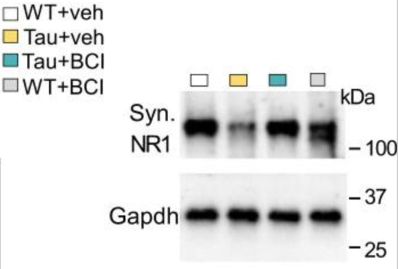 Western blot data showing NR1 protein levels at the synaptic fraction in PFC of WT or Tau mice treated with Smyd3 inhibitor BCI-121 or vehicle. Image from publication CC-BY-4.0. PMID:36609445
