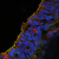 Immunofluorescence of the ventricular zone of E14 mouse brain (frozen section) labeled with Anti-Arl13b (red,  Cat No. 75-287, 1:1000) and CEP152 (Green). The blue is DAPI staining of nuclear DNA. Image kindly provided by Koh-ichi Nagata, Nagoya