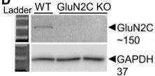 Immunoblot from NAc synaptoneurosomal preparation of WT and GluN2C KO mice, confirming loss of GluN2C subunit. Image from publication CC-BY-4.0. PMID: 35867797