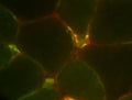 Immunolabeling of mouse skeletal muscle staining NaV 1.4 (Cat. 75-424, 1:1000, red) and acetylcholine receptor (red). The frozen tissue section was fixed with 4% PFA for 10 minutes and mounted