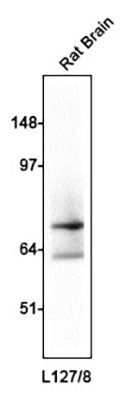 Western blotting of rat brain homogenate (10 ug/lane) with anti-GAD65/67 (L127/8)  at 1:100 dilution and detected with anti-mouse HRP.