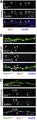 Confocal images of immunostained rat dendritic section of hippocampal neurons labeled with GAD65 (Cat. 75-508, 1:100, blue), total NL2 (red), and synaptic NL2 (green). Neurons were overexpressing SNX27GFPWT (B), SNX27GFPH112A (C), or mock transfected (A,