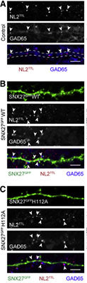 Confocal images of immunostained rat dendritic section of hippocampal neurons labeled with GAD65 (Cat 75-508, 1:100, blue), total NL2 (red), and synaptic NL2 (green). Neurons were overexpressing SNX27GFPWT (B), SNX27GFPH112A (C), or mock transfected (A, control). Image from publication CC-BY-4.0. PMID 31775031