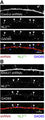 Confocal images of immunostained rat dendritic section of hippocampal neurons labeled with GAD65 (Cat. 75-508, 1:100, blue), total NL2 (red), and synaptic NL2 (green). Neurons were overexpressing control shRNAi (A) or SNX27-specific shRNAi (B). Image