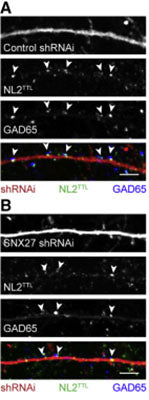 Confocal images of immunostained rat dendritic section of hippocampal neurons labeled with GAD65 (Cat 75-508, 1:100, blue), total NL2 (red), and synaptic NL2 (green).  Neurons were overexpressing control shRNAi (A) or SNX27-specific shRNAi (B). Image from publication CC-BY-4.0. PMID 31775031
