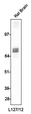 Western blotting of rat brain homogenate (10 ug/lane) with anti-GAD65/67 (L127/12)  at 1:100 dilution and detected with anti-mouse HRP.