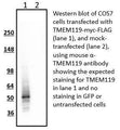 Anti-TMEM119 Antibody