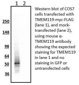 Anti-TMEM119 Antibody