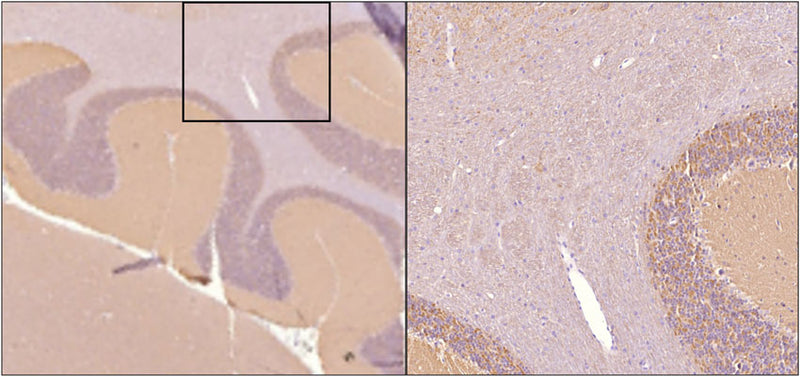 Sagittal section of formalin fixed, paraffin-embedded rat brain showing strong staining of alpha synuclein within the molecular layer of the cerebellum. Image at right shows higher magnification of indicated area of interest. Sections were stained with anti-alpha-synuclein (clone 6113-10) antibody at 1:5,000 dilution and detected with anti-mouse HRP.