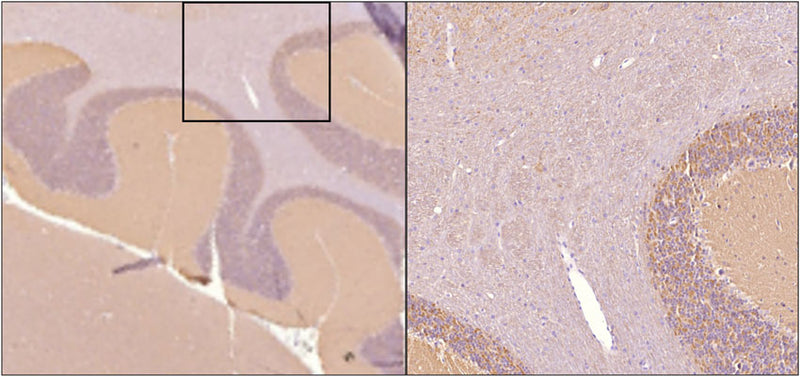 Sagittal section of formalin fixed, paraffin-embedded rat brain showing strong staining of alpha synuclein within the molecular layer of the cerebellum. Image at right shows higher magnification of indicated area of interest. Sections were stained with anti-alpha-synuclein (clone 6113-10) antibody at 1:5,000 dilution and detected with anti-mouse HRP.
