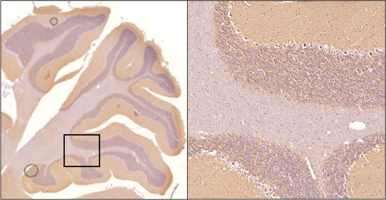 Sagittal section of formalin fixed, paraffin-embedded rat brain showing strong staining of alpha synuclein within the molecular layer of the cerebellum. Image at right shows higher magnification of indicated area or interest. Sections were stained with mouse anti-alpha-synuclein (clone 6113-62) antibody at 1:5000 dilution and detected with anti-mouse HRP. 