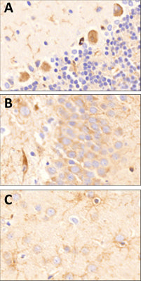 Sagittal section of formalin-fixed, paraffin-embedded rat brain showing strong staining for CSPG4/NG2 in the cerebellum, hippocampus and cortex (A-C respectively). Sections were stained with Antibodies Incorporated mouse anti-CSPG4/NG2 (clone 6203-34) antibody at 1:40 dilution and detected with anti-mouse HRP. 