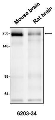 Western blotting of mouse or rat brain homogenate (10 ug/lane) with Antibodies Incorporated anti-CSPG4/NG2 antibody at 1:50 dilution and detected with anti-mouse HRP.