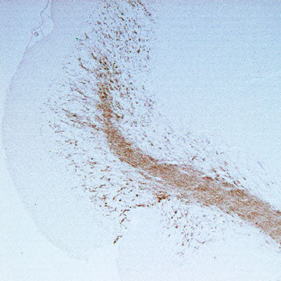 A tissue section through an adult mouse brain showing CNPase (brown staining) in white matter tracts and the granule cell layer of the cerebellum.