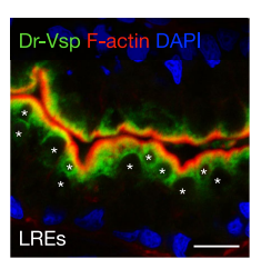 D. Dr-Vsp immunostaining in IECs LREs (right) of a 7-dpf wild-type zebrafish larva (sagittal section). Dr-Vsp expression was restricted mainly to LREs, but not detectable in other IECs. Green, Dr-Vsp. Red, F-actin. Blue, DAPI. Image from publication, CC-BY-4.0, PMID: 36088390