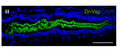 II Confocal images of Dr-Vsp immunostaining in a 7-dpf wild-type zebrafish larva (sagittal section). Dr-Vsp is highly expressed in enterocytes at the posterior part of the mid-intestine, which are defined as lysosomerich enterocytes (LREs). Image from publication, CC-BY-4.0, PMID: 36088390