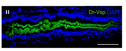 II Confocal images of Dr-Vsp immunostaining in a 7-dpf wild-type zebrafish larva (sagittal section). Dr-Vsp is highly expressed in enterocytes at the posterior part of the mid-intestine, which are defined as lysosomerich enterocytes (LREs). Image from publication, CC-BY-4.0, PMID: 36088390