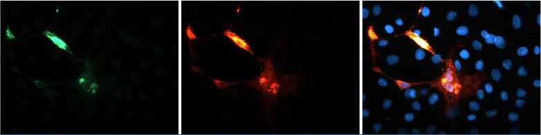 Immunofluoresence of COS7 cells expressing a V5-tagged expression plasmid and then stained with chicken anti-V5 antibodies (green) and the leading mouse anti-V5 antibody (red). Blue is DAPI nuclear stain showing nuclei of both transfected and untransfected cells. Staining shows 100% correspondence between the two antibodies for recognition of transfected cells.