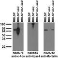 Anti-c-FOS Antibody