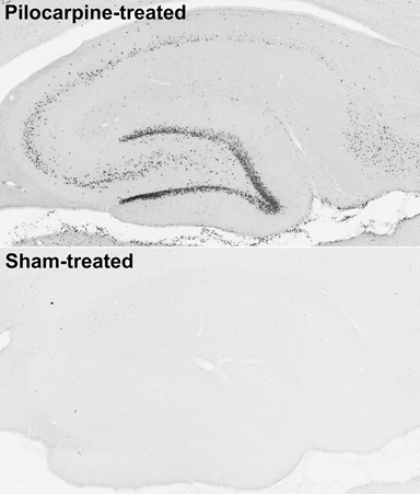 Anti-c-FOS Antibody