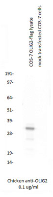 COS-7 cells were transfected with OLIG2-flag cDNA or mock transfected for 48 hours and lysed. Equal amounts of cell lysates were separated by SDS-PAGE and immunoblotted with chicken anti-OLIG2. AvesLabs Chicken anti-OLIG2 antibody recognizes OLIG2 protein but does not show any reactivity in the mock transfected COS-7 lysate.