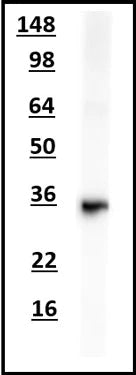 Western blot of rat brain membrane lysate using chicken α-TREM2 showing specific immunolabeling of the endogenous TREM2 at ~35kDa.