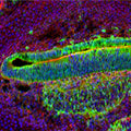 A tissue section through an e18 mouse embryo showing β-galactosidase immunostaining (green staining) in the otic vesicle and adjacent otic ganglion. Hoechst dye (purple staining) shows the nuclei of cells.