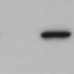 Western blot. Right Lane -- Cultured HEK cells were transfected with a plasmid containing the RDF1 cDNA fused with a FLAG epitope tag at its C-terminus. Left Lane -- Cultured HEK cells with an empty plasmid vector. 25 μg of protein loaded in each lane.