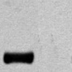 Western blot. Left Lane -- Cultured COS cells were transfected with a plasmid containing the SAP1a cDNA fused with an HA epitope tag at its C-terminus. Right Lane -- COS transfected with an empty plasmid vector. 25 µg of protein loaded in each lane.